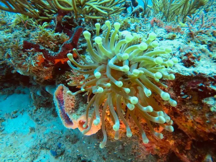 Breakers Reef dive site Palm Beach